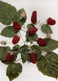 Loganberryلوغانبيري