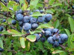 Blackthorn خوخ شوكي