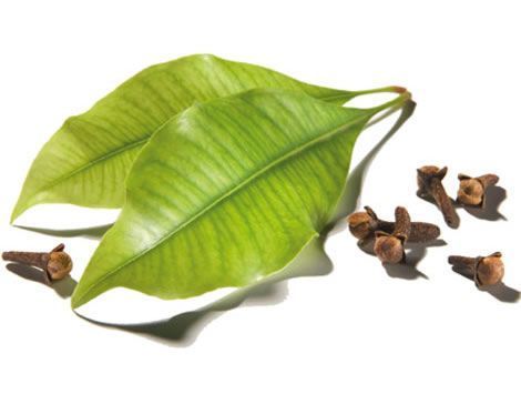 Clove Leaf ورق القرنفل