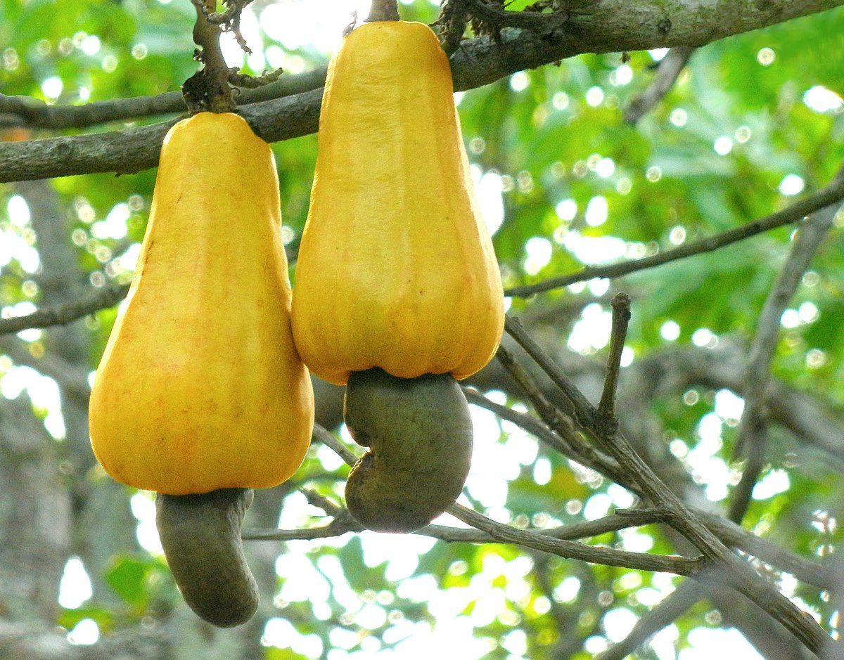Cashew كاجو