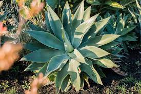 Agave أغاف