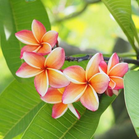 Plumeria بلوميريا