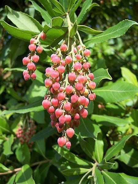 Arbutus (Madrona, Bearberry tree) مادرونا