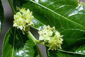 Jujube Blossom زهر العناب