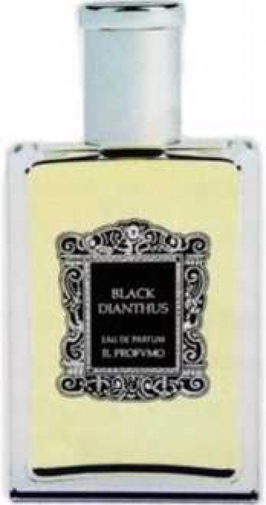 Black Dianthus