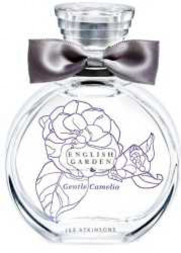 Gentle Camelia