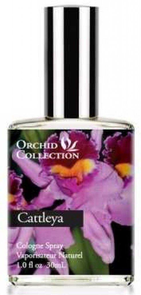 Cattleya Orchid