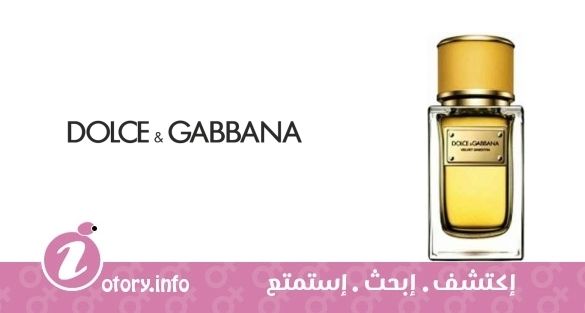 عطر فِلفت جِنسترا دولشي آند جبانا