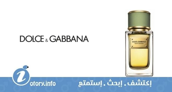 عطر فلفيت برغموت دولشي أند غابانا