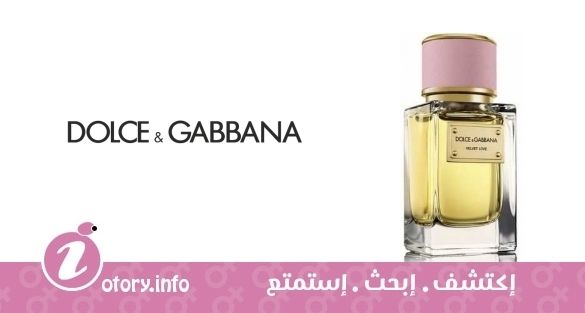 عطر فلفيت لوف دولشي أندا غابانا