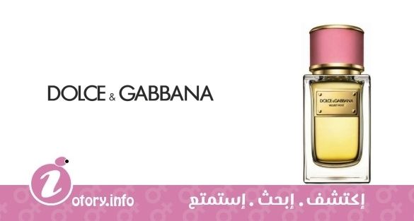 عطر فلفيت روز دولشي أند غابانا