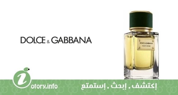 عطر فلفيت فتيفر دولشي أند غابانا