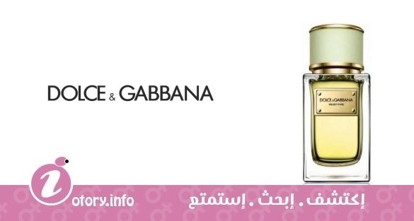 عطر فلفيت بيور دولشي اند غابانا
